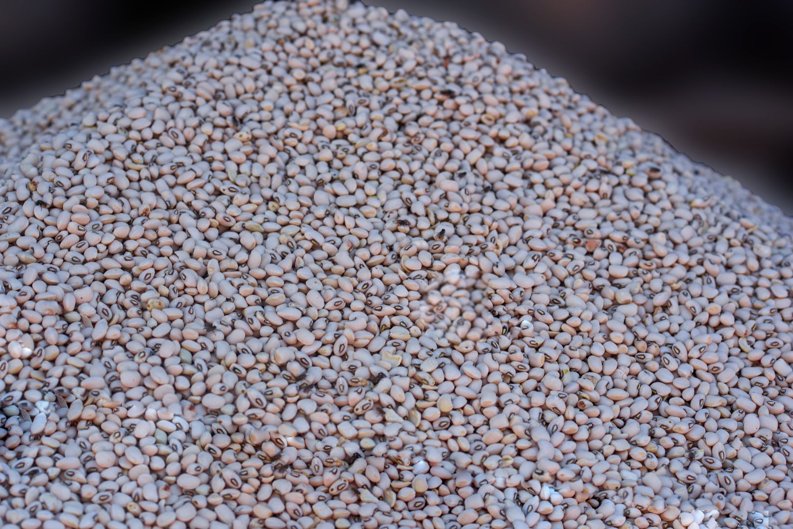 Beans